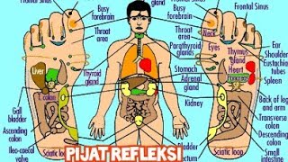 Teknik Memijat Pijat Refleksi Pada dan Tubuh Manusia Titik Refleksi [upl. by Kumler778]