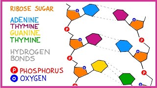 DNA Molecule Structure [upl. by Anomar]