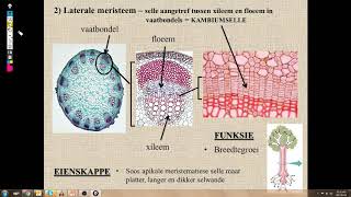 Lewenswetenskappe GR10 Plantweefsels Les1 [upl. by Yendic652]