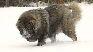 Caucasian Shepherd Brutal Russian Bear Dog [upl. by Marigold835]