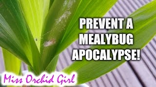 How to prevent a mealybug infestation on your Orchids [upl. by Breban378]