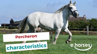 Percheron  characteristics origin amp disciplines [upl. by Eardnoed474]