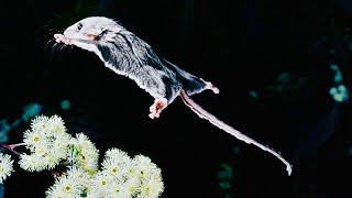 Flying Mouse  Pygmy Feathertail Gliders [upl. by Einnalem34]