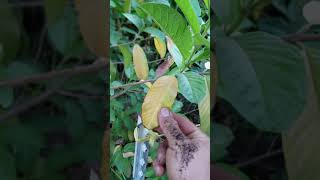 Guava Leaves Turning Yellow  Guayaba Psidium Guajava [upl. by Enimrej]