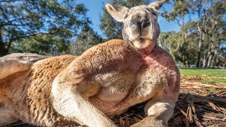 Buff Kangaroo Gets Girls by Flexing Muscles [upl. by Ayerf]