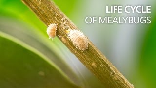 Life cycle of mealybugs [upl. by Gorges]