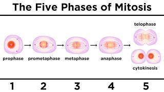 Mitosis How One Cell Becomes Two [upl. by Adnamma]