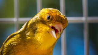 BEST CANARY SINGING LIVE  CANTO CANARIO  SERINUS CANARIA [upl. by Jaffe]