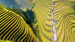 CHINAS UNBELIEVABLE RICE TERRACES TURNED INTO STUNNING TOURIST ATTRACTIONS [upl. by Immaj]