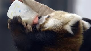 Wild Inside the National Zoo Raising Red Pandas [upl. by Ojimmas]