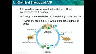 Biology CH 41  Chemical Energy and ATP [upl. by Francie]