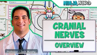 Neurology  Cranial Nerves Overview [upl. by Heinrik]