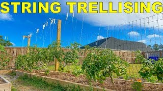 The BEST Method Of Tying Tomatoes String Trellis Tomatoes [upl. by Hampton692]