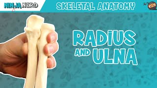 Radius and Ulna Anatomy [upl. by Releyks587]