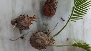 Propagating sago palm cycas plant from pups [upl. by Urbai571]