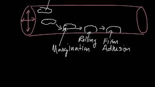 Margination Rolling Firm Adhesion Diapedesis Chemotaxis [upl. by Short]