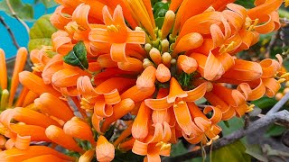 FLAME VINE VENUSTA PLANT BEAUTIFUL FLOWER [upl. by Nnaeirelav]