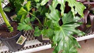 Hope Philodendron Plant Care Donna Joshi [upl. by Denver]