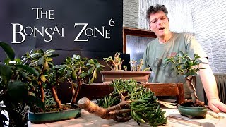 Creating Jade Bonsai Part 1 The Bonsai Zone Feb 2019 [upl. by Yirinec]