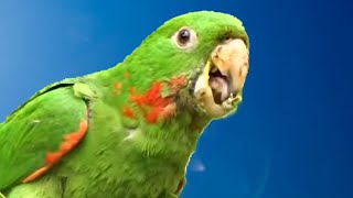 MARITACA CANTANDO 🦜 [upl. by Lacsap]