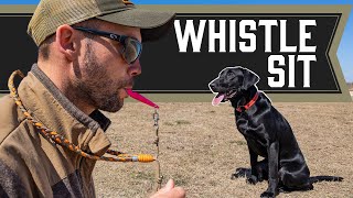 Teaching Sit with A Whistle  Retriever Training [upl. by Bryner367]