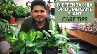 Dieffenbachia Plant EASIEST Care Tips and Tricks  Must Try for Quicker Growth [upl. by Nickey]