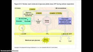 Glicolisi  respirazione cellulare [upl. by Hcardahs]