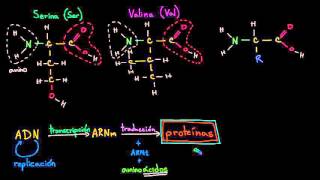 Introducción a los aminoácidos  Macromoléculas  Biología  Khan Academy en Español [upl. by Hoxsie]