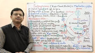 Diabetes Mellitus Part10 Mechanism of Action of Sulfonylurease  Antidiabetic Drugs  Diabetes [upl. by Ednihek]