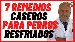 🔴 7 Remedios Caseros para Perros Resfriados o con Gripe 🔴 Como Eliminar Mocos en Perros [upl. by Carson]