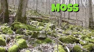 Is moss a plant [upl. by Harris]