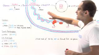 ATP Yield of Aerobic Cell Respiration [upl. by Sanger]