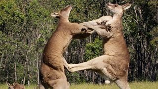 Filming The Kangaroo Boxing Fight  Wild Stories  BBC Earth [upl. by Roseanne]