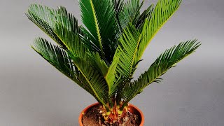 SAGO PALM CARE CONDITIONS  CYCAS PLANT ANALYSIS [upl. by Mallon]