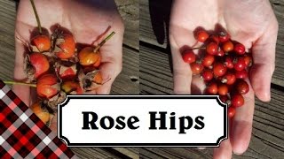 Rose Hips  How to identify harvest and eat [upl. by Culbertson432]