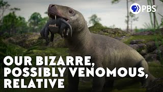 Our Bizarre Possibly Venomous Relative [upl. by Eiramrebma]