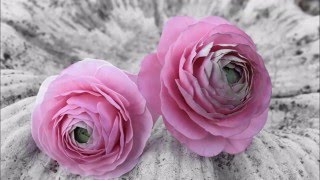 Ranuncula Sugar Flower Tutorial [upl. by Philoo]