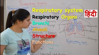 Respiratory system anatomy amp physiology in hindi  Organs  structure  functions [upl. by Lledniw]