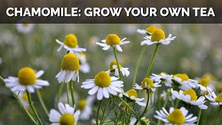 How to Grow Chamomile From Seed And Make Your Own Tea [upl. by Ainitsirc537]