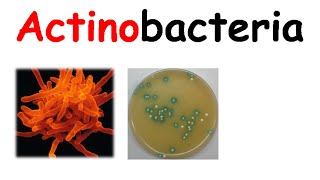 Actinobacteria [upl. by Eelrehpotsirhc]