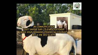 JM Communication tout savoir sur le Ladoum [upl. by Acirederf]