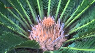 Beautiful Palm Plant  Cycas Revoluta  Japanese Sago Palm  King Sago Palm  Sago Cycad [upl. by Akinaj52]