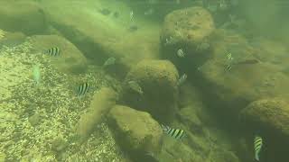 Snorkeling Lydgate Beach Kauai [upl. by Lienad618]