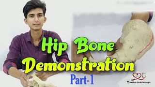 Hip bone anatomy in bangla  Parts features attachmentsrelations part1 [upl. by Carly303]