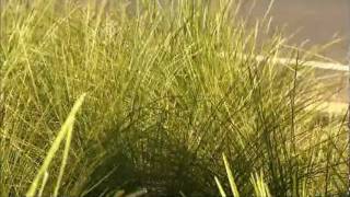 Lomandra and Dianella plants  Roadside plants have to be very tough and Drought tolerant [upl. by Jonna326]