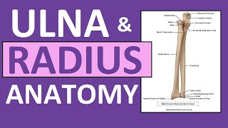 Radius and Ulna Anatomy and Physiology Forearm Bones [upl. by Jordan]