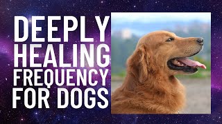 Dog Healing frequency [upl. by Winchell]