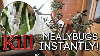 How to Kill Mealybugs INSTANTLY ☠️ Easy DIY Solution [upl. by Kylah]