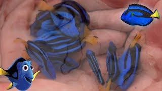 Facts The Blue Tang Palette Surgeonfish  finding dory fish facts [upl. by Leroj]