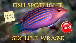 Fish Spotlight Six Line Wrasse [upl. by Ahsinwad]